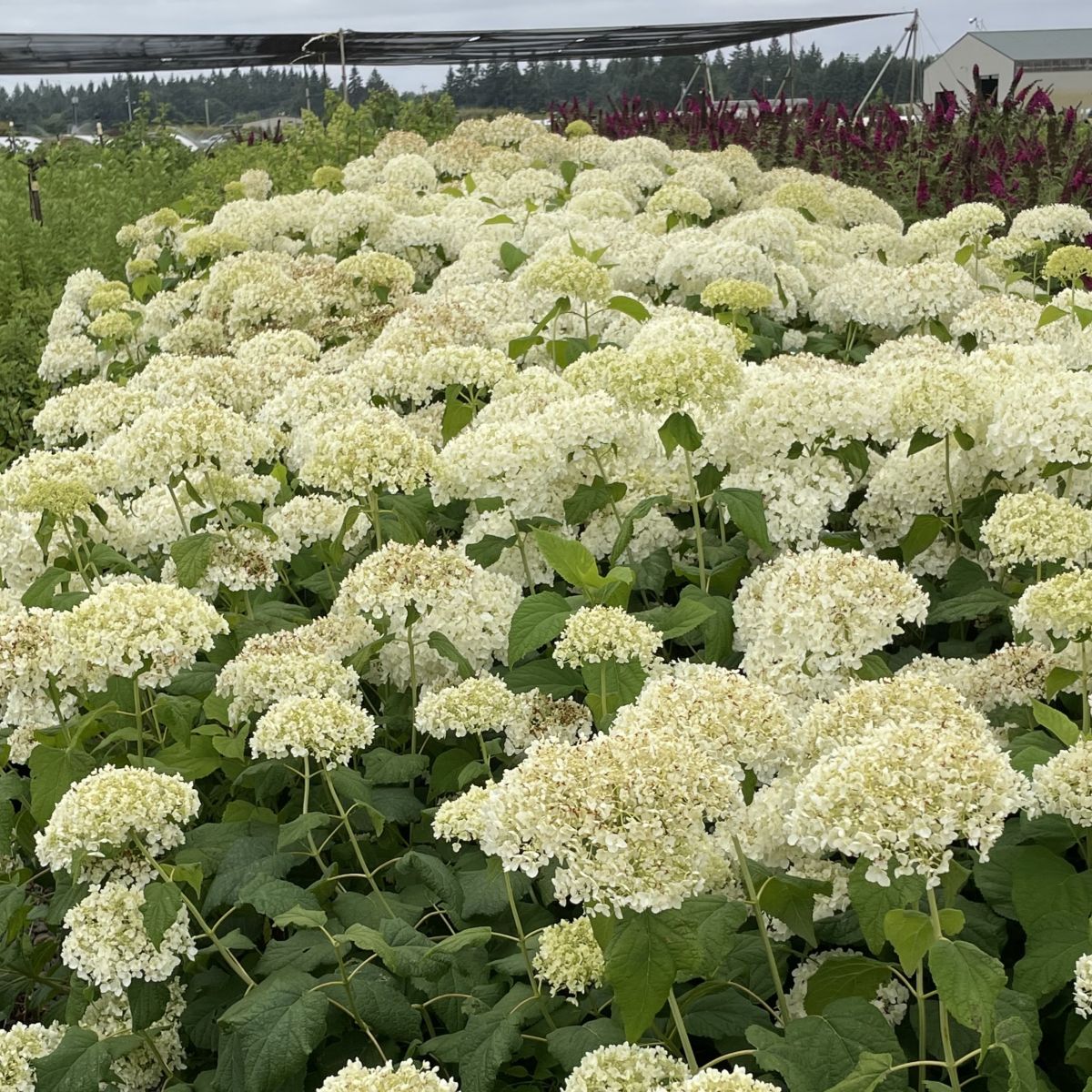 Hydrangea ar. 'Annabelle' (white)