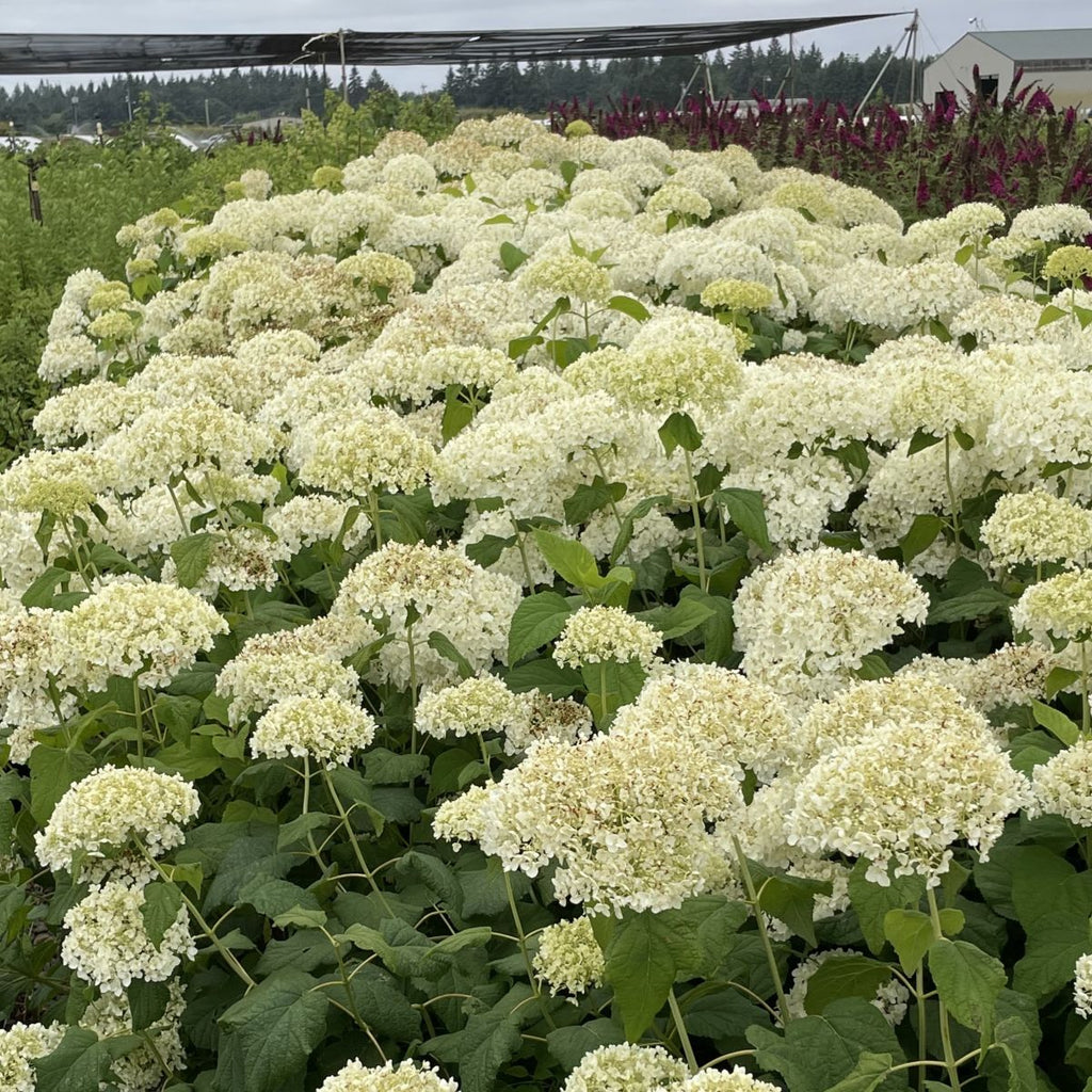 Hydrangea ar. 'Annabelle' (white)
