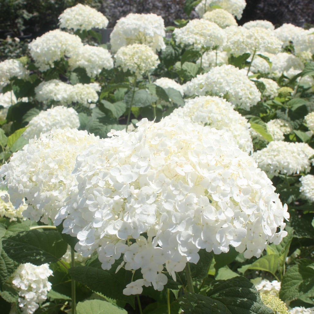 Hydrangea ar. INCREDIBALL® PW PP20571 (white)