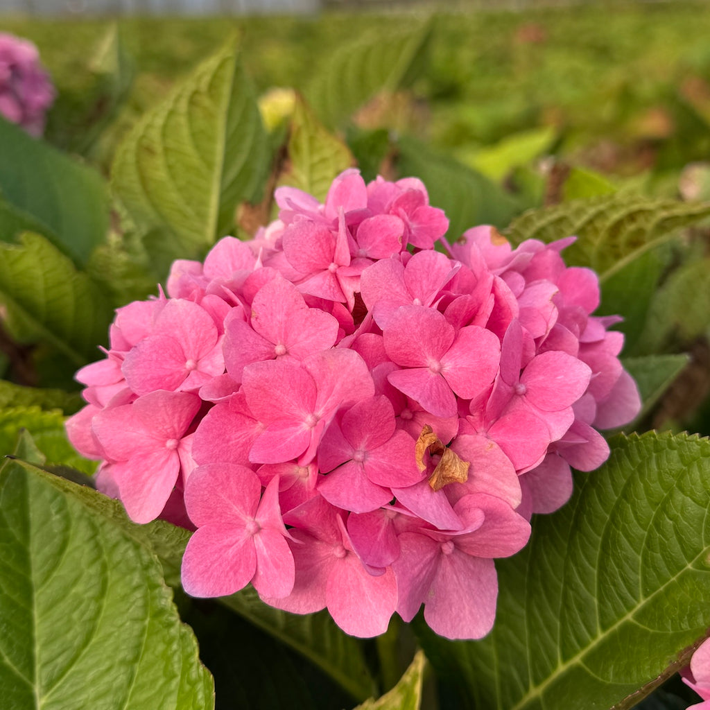 Hydrangea m. Cityline® Paris PW PP10906 (pinkish red)