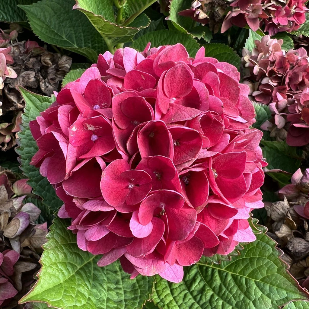 Hydrangea m. EVERLASTING™ CRIMSON PPAF (red)