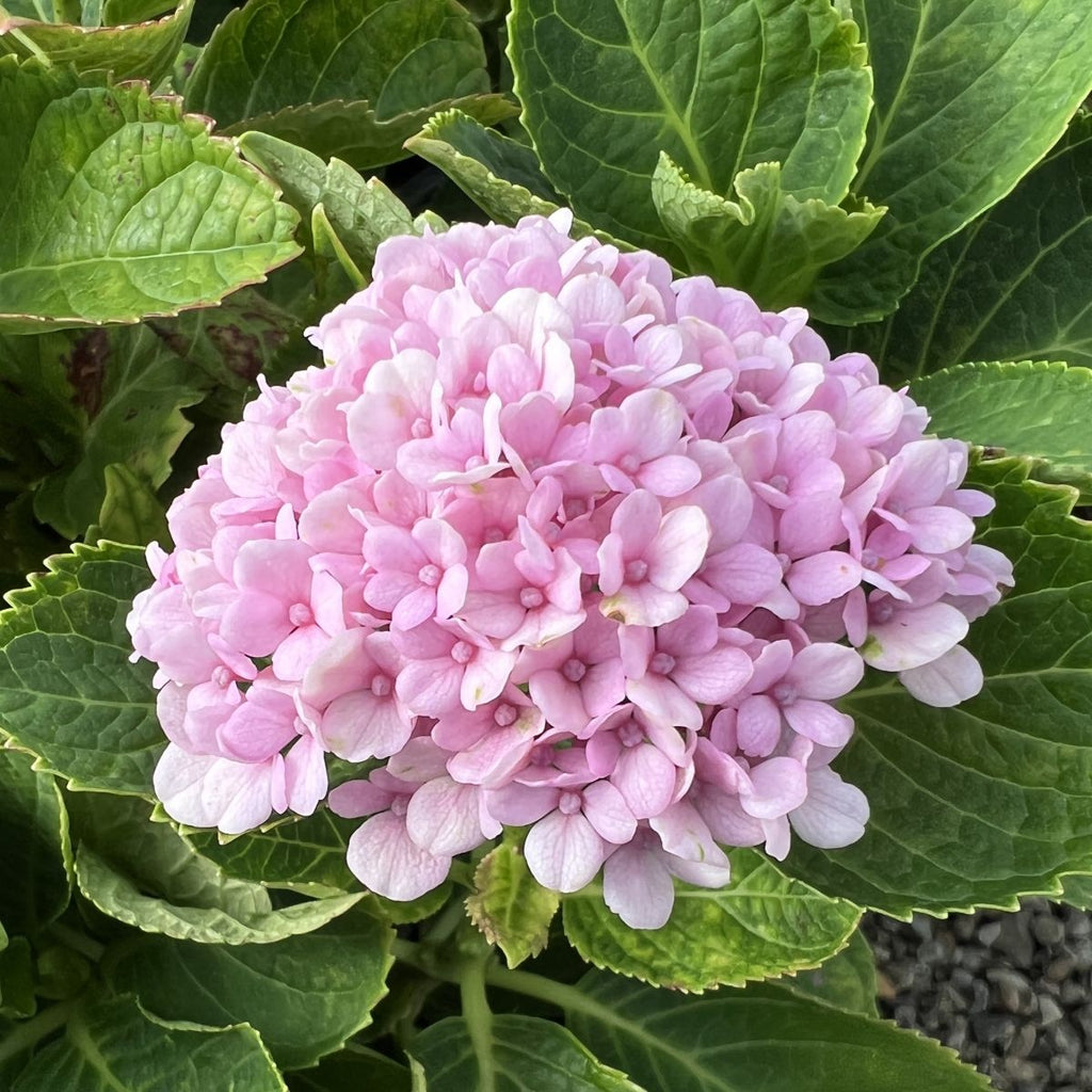 Hydrangea m. EVERLASTING™ 'REVOLUTION' PP22260 (blue)