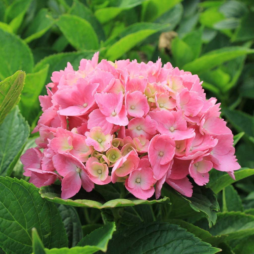 Hydrangea m. L.A. DREAMIN'® PP26249 (blue/pink)