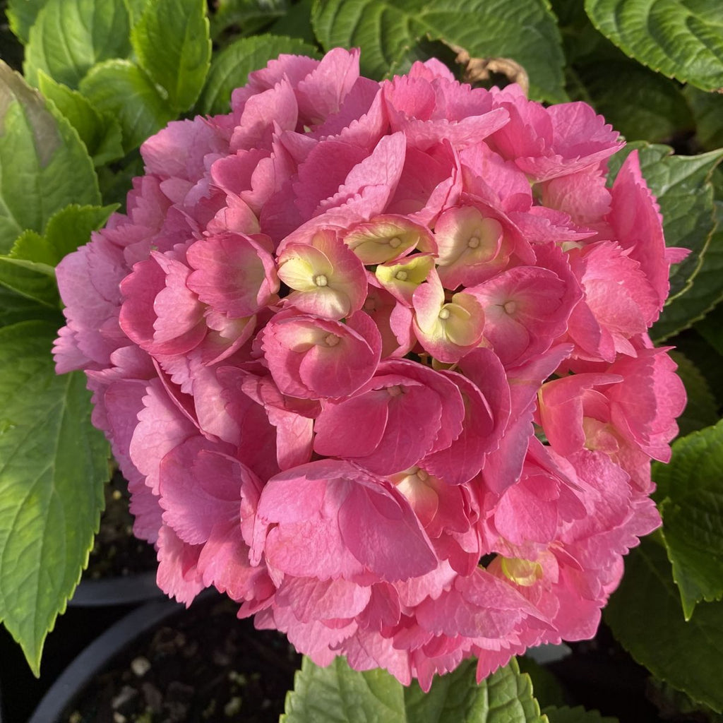 Hydrangea m. L.A. DREAMIN'® PP26249 (blue/pink)