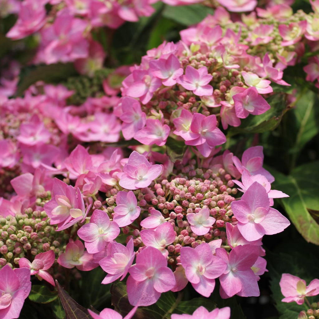 Hydrangea m. LET'S DANCE Can Do® PP32548 PW (pink)