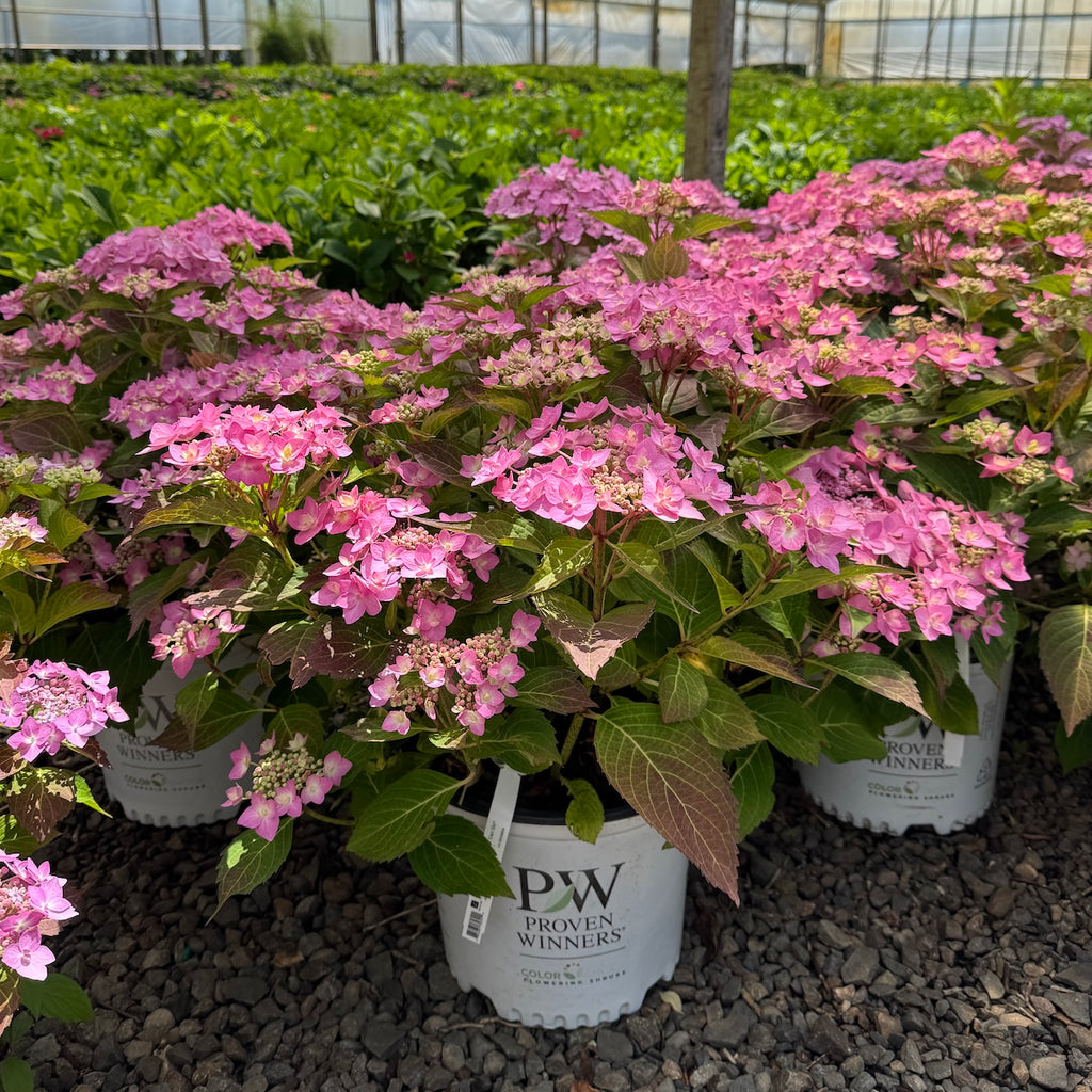 Hydrangea m. LET'S DANCE Can Do® PP32548 PW (pink)