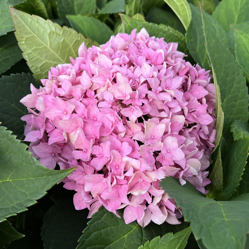 Hydrangea m. LET'S DANCE® Rhythmic Blue® PW PP25836 (blue)