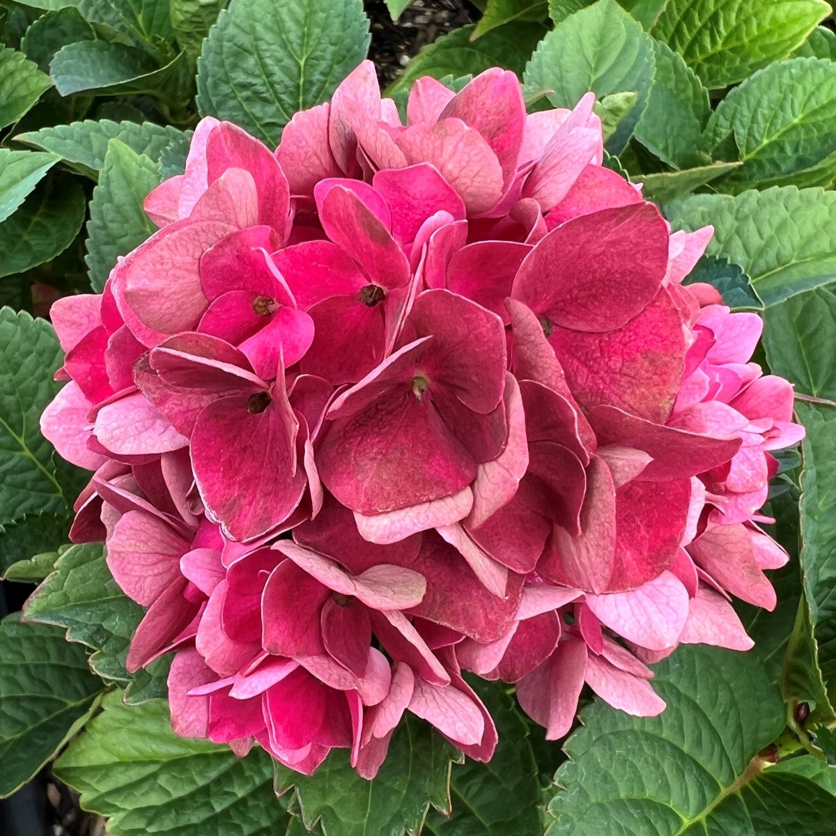 Hydrangea m. MAGICAL® Crimson (red)