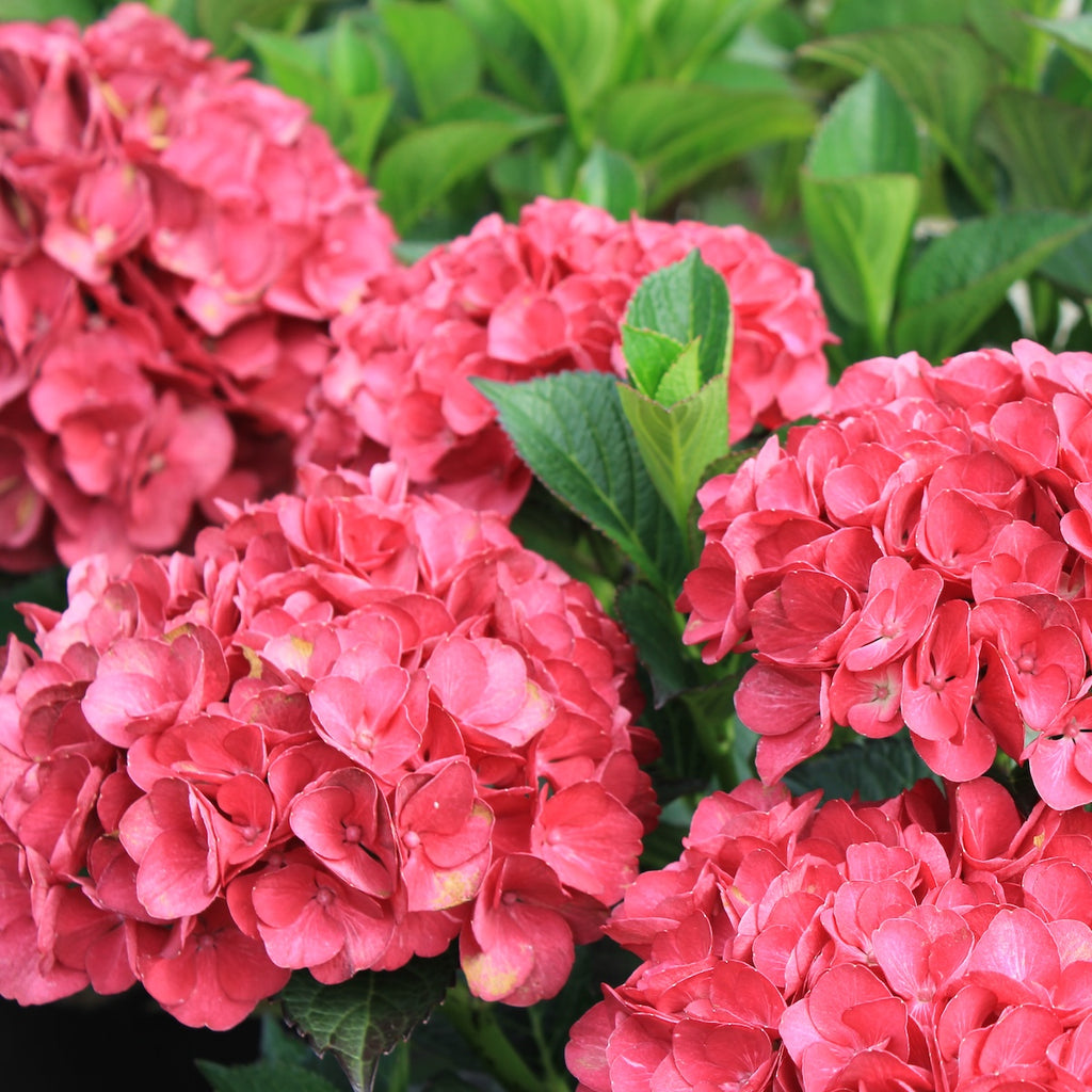 Hydrangea m. 'Akadama'