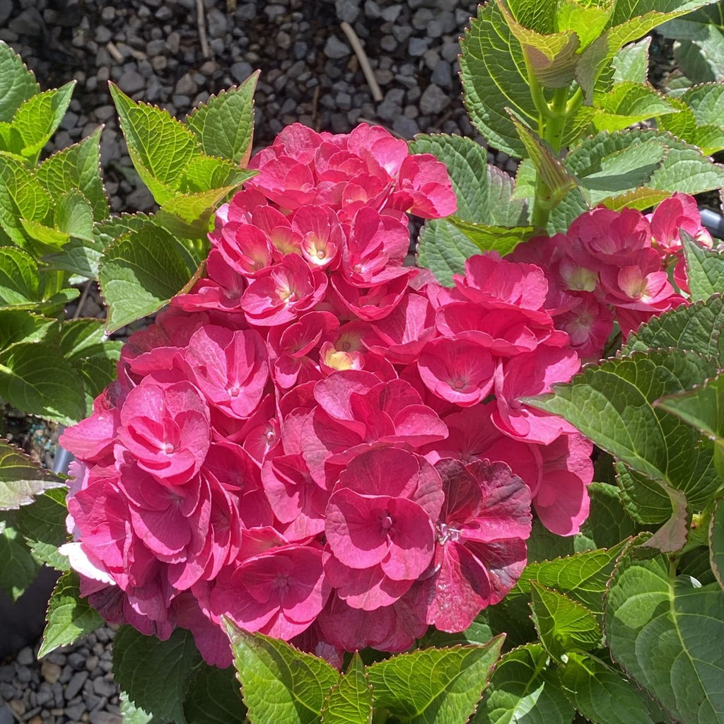 Hydrangea m. 'Akadama'