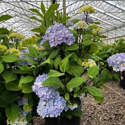 Hydrangea m. 'Blue Enchantress'® PP25209 (blue)