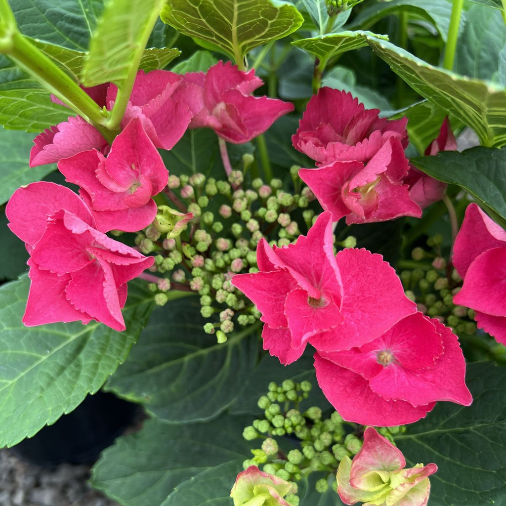 Hydrangea m. 'Cherry Explosion' (red)