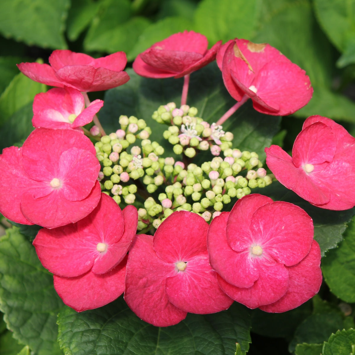 Hydrangea m. 'Cherry Explosion' (red)