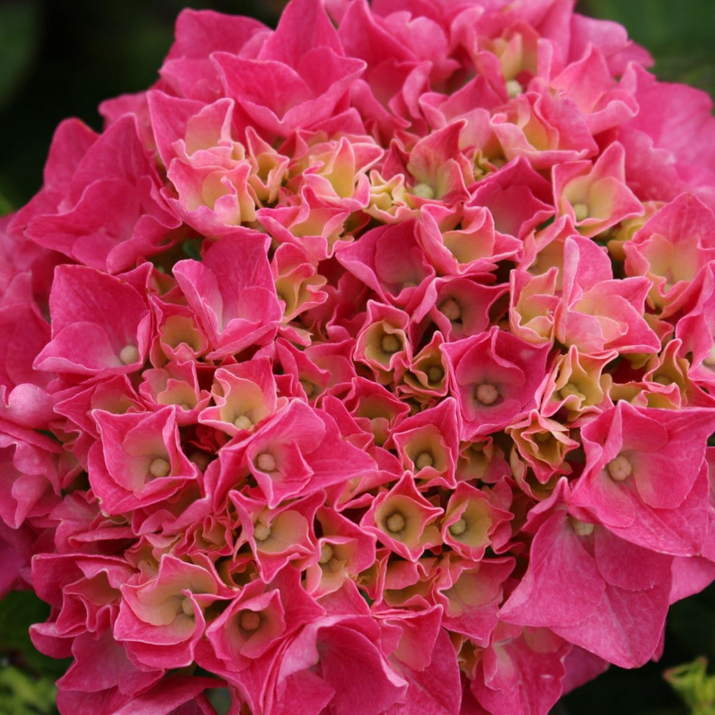 Hydrangea m. Cityline® Vienna PW PP10930 (pink)