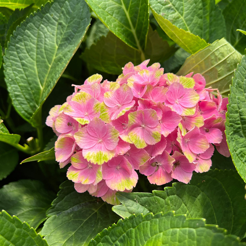 Hydrangea m. EVERLASTING™ 'AMETHYST' PP22261 (purple/green)