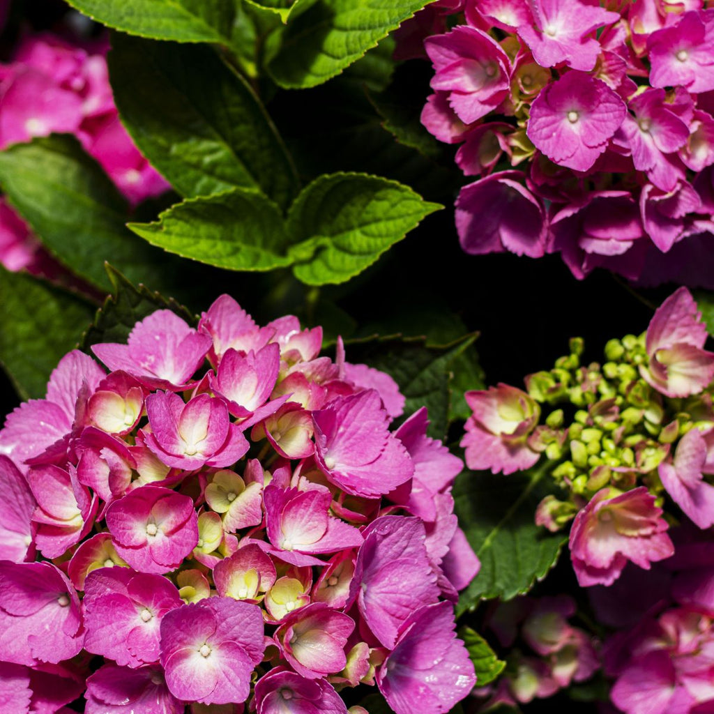 Hydrangea m. 'Glowing Embers' (red)