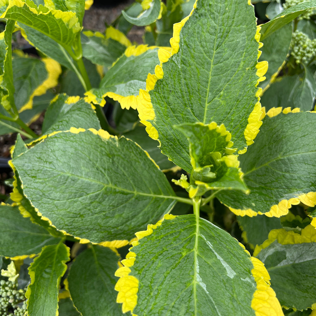 Hydrangea m. 'Lemon Wave' (variegated purple)