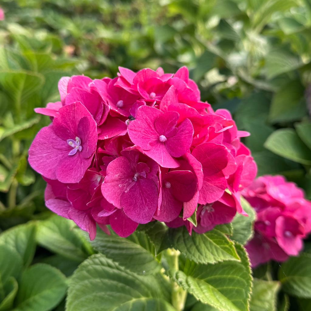 Hydrangea m. 'Masja' (red)