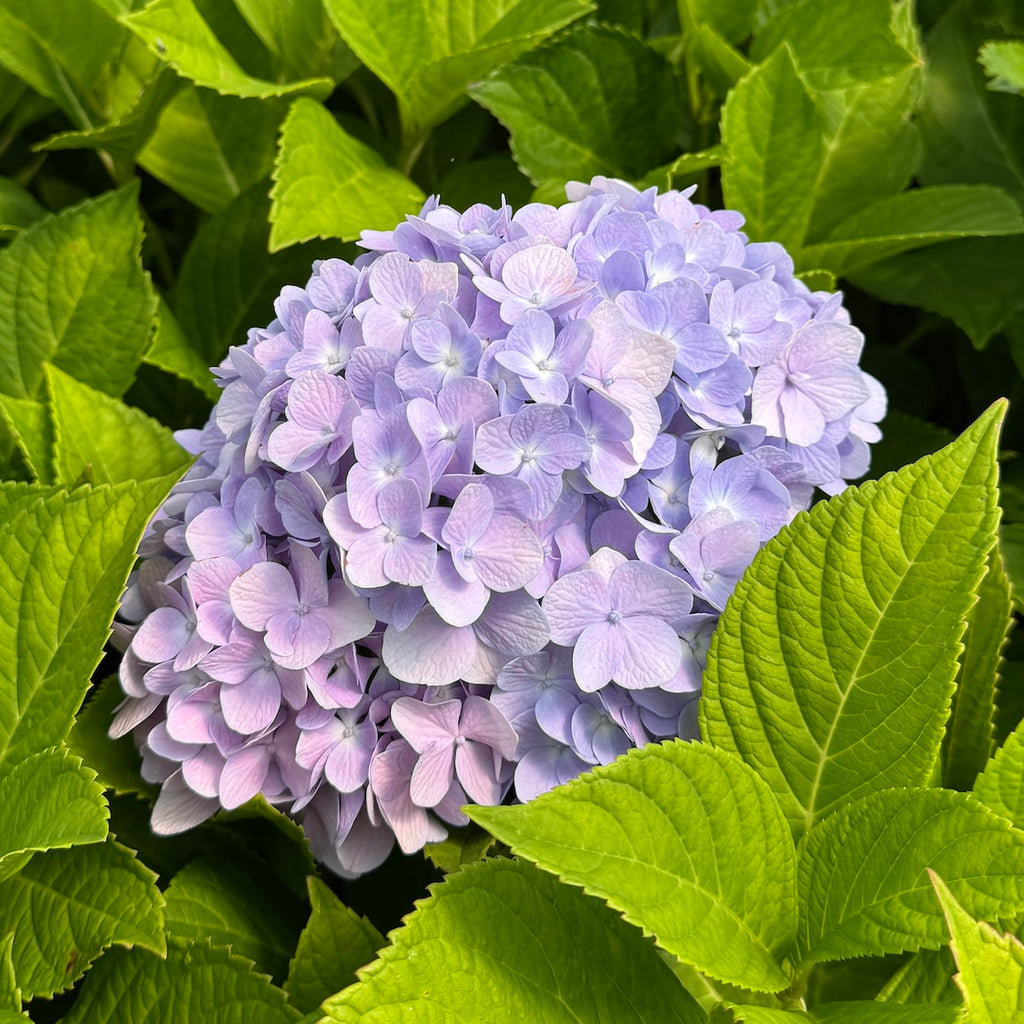 Hydrangea m. 'Nikko Blue' (blue)