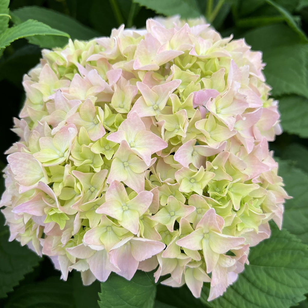 Hydrangea m. 'Penny Mac' (pale pink)