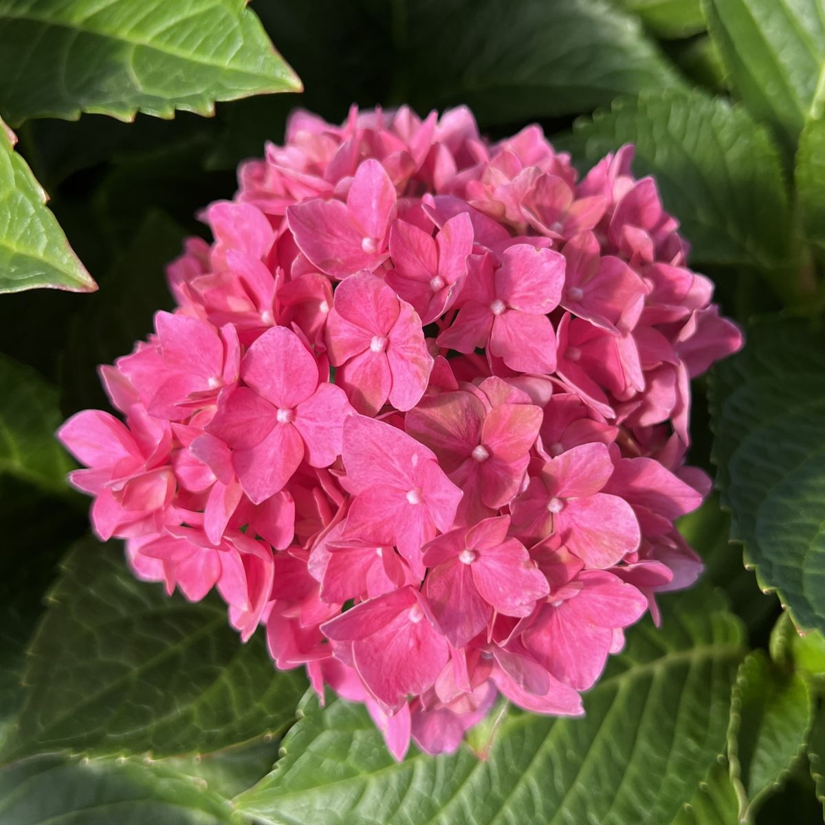 Hydrangea m. 'Red Sensation' PP18197 (red) – Loen Nursery, Inc.