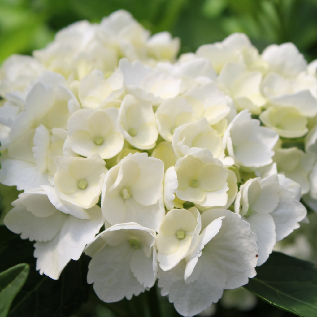 Hydrangea m. 'Sister Theresa' (white)