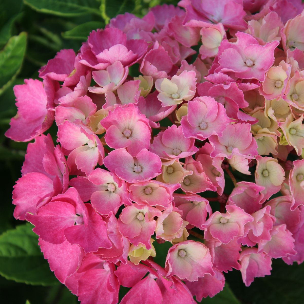 Hydrangea m. 'Pia' (pink)