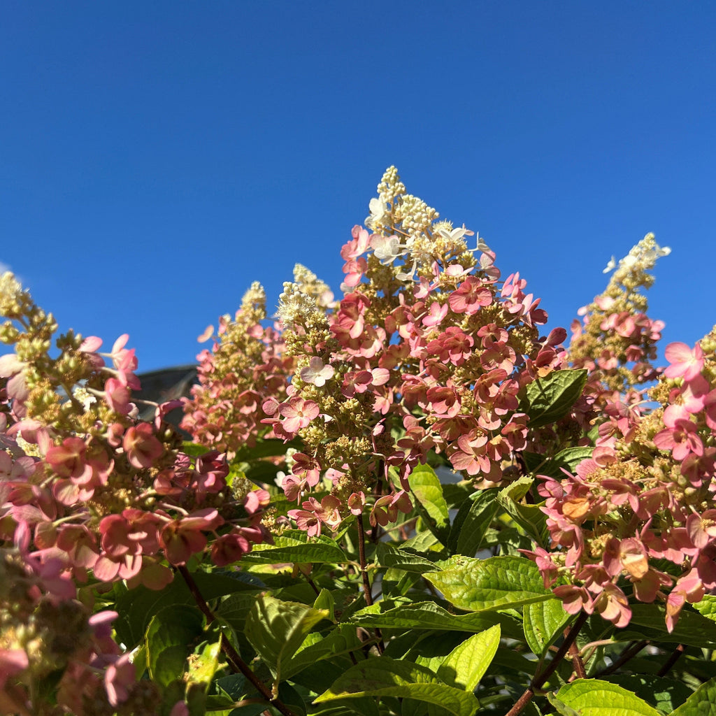 Hydrangea pan. COLOR CHOICE® QUICK FIRE® PW PP16812 (white/red)
