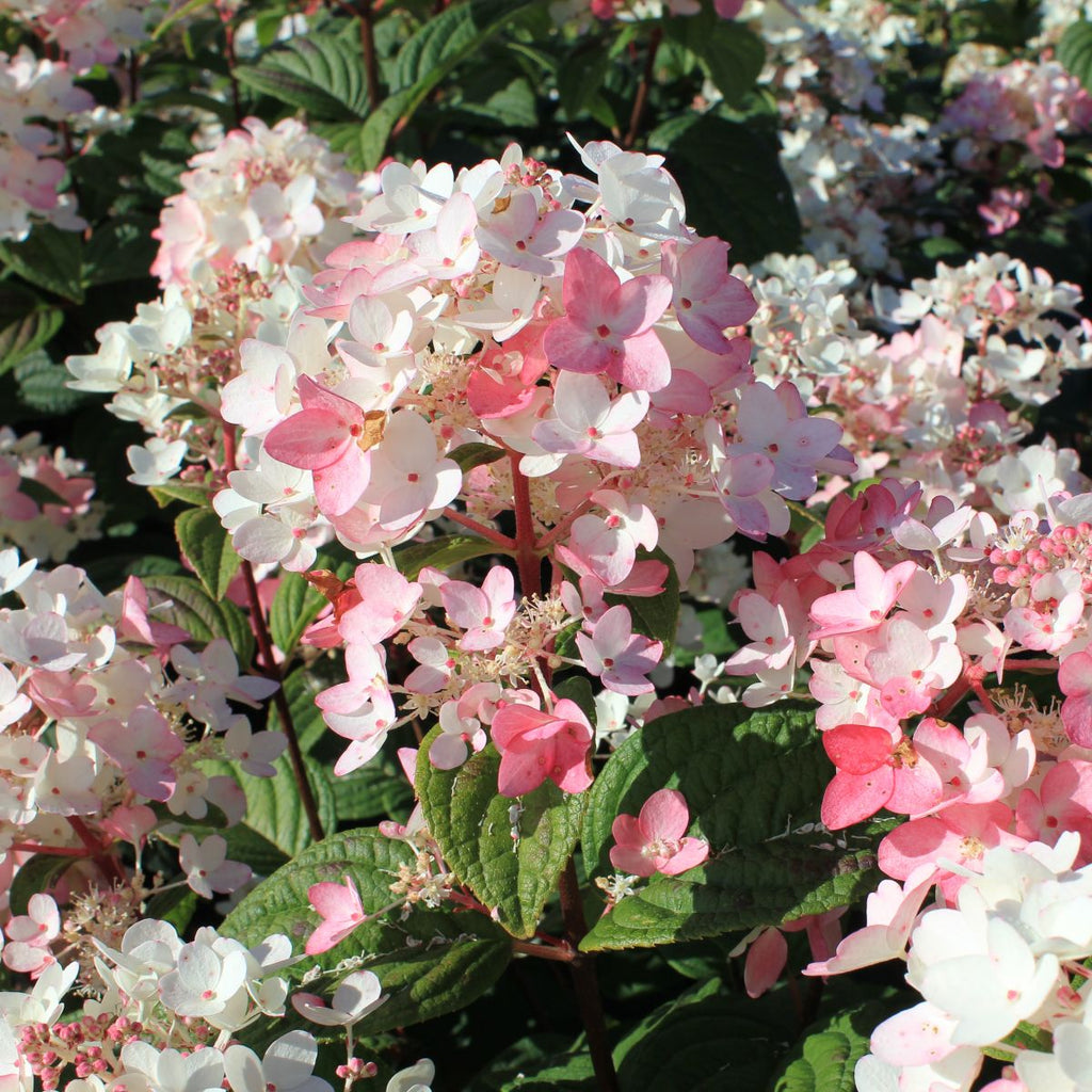 Hydrangea pan. COLOR CHOICE® FIRE LIGHT® PW PP25135 (white/red)