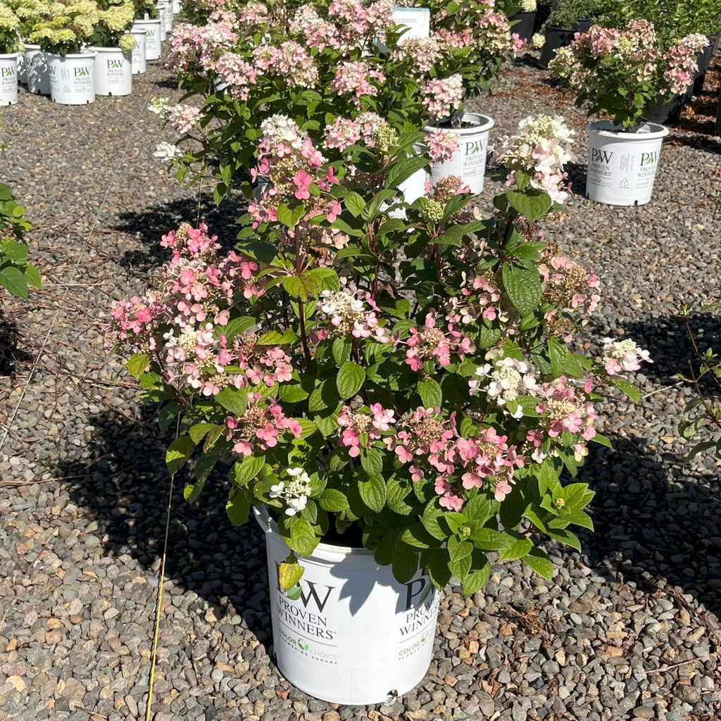 Hydrangea pan. COLOR CHOICE® LITTLE QUICK FIRE® PW PP25136 (pink)