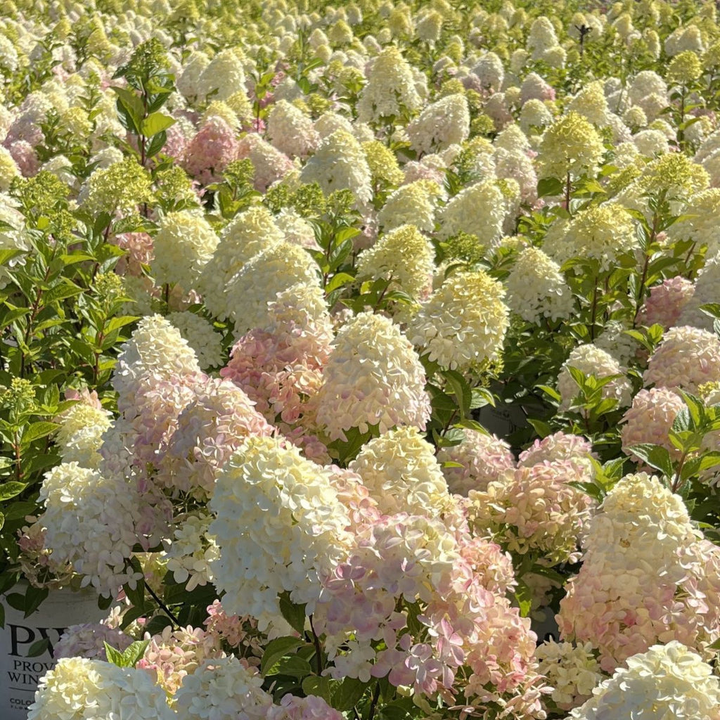 Hydrangea pan. COLOR CHOICE® QUICK FIRE FAB® PW PP32513 (white/pink)