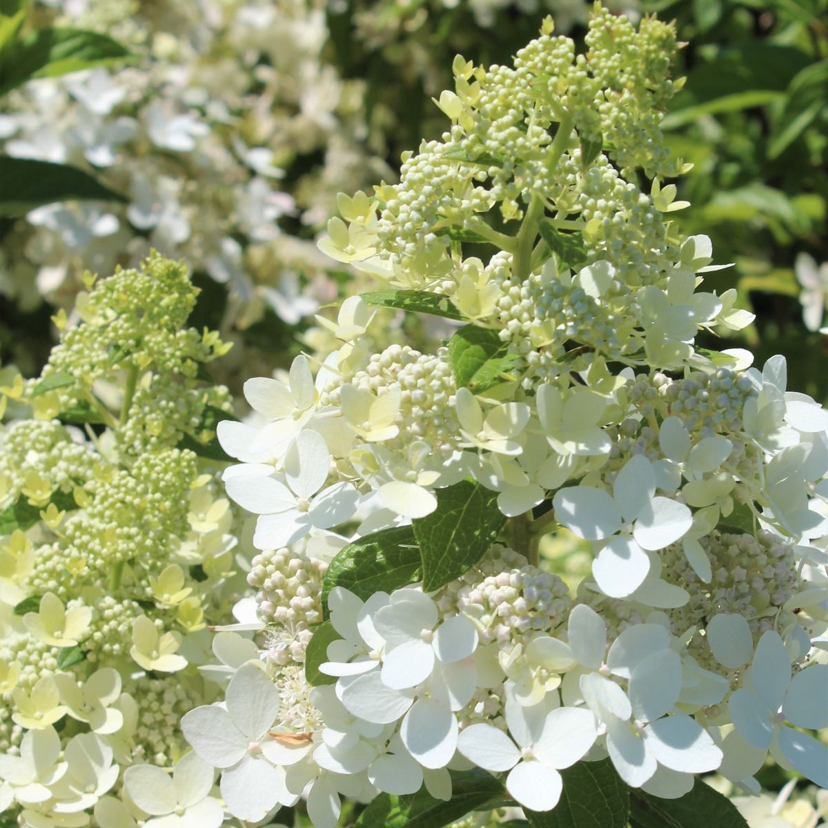 Hydrangea pan. CONFETTI™ PP26582 (white)