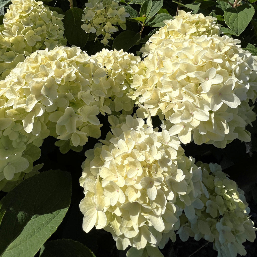 Hydrangea pan. White Wedding® PP28973 (white)