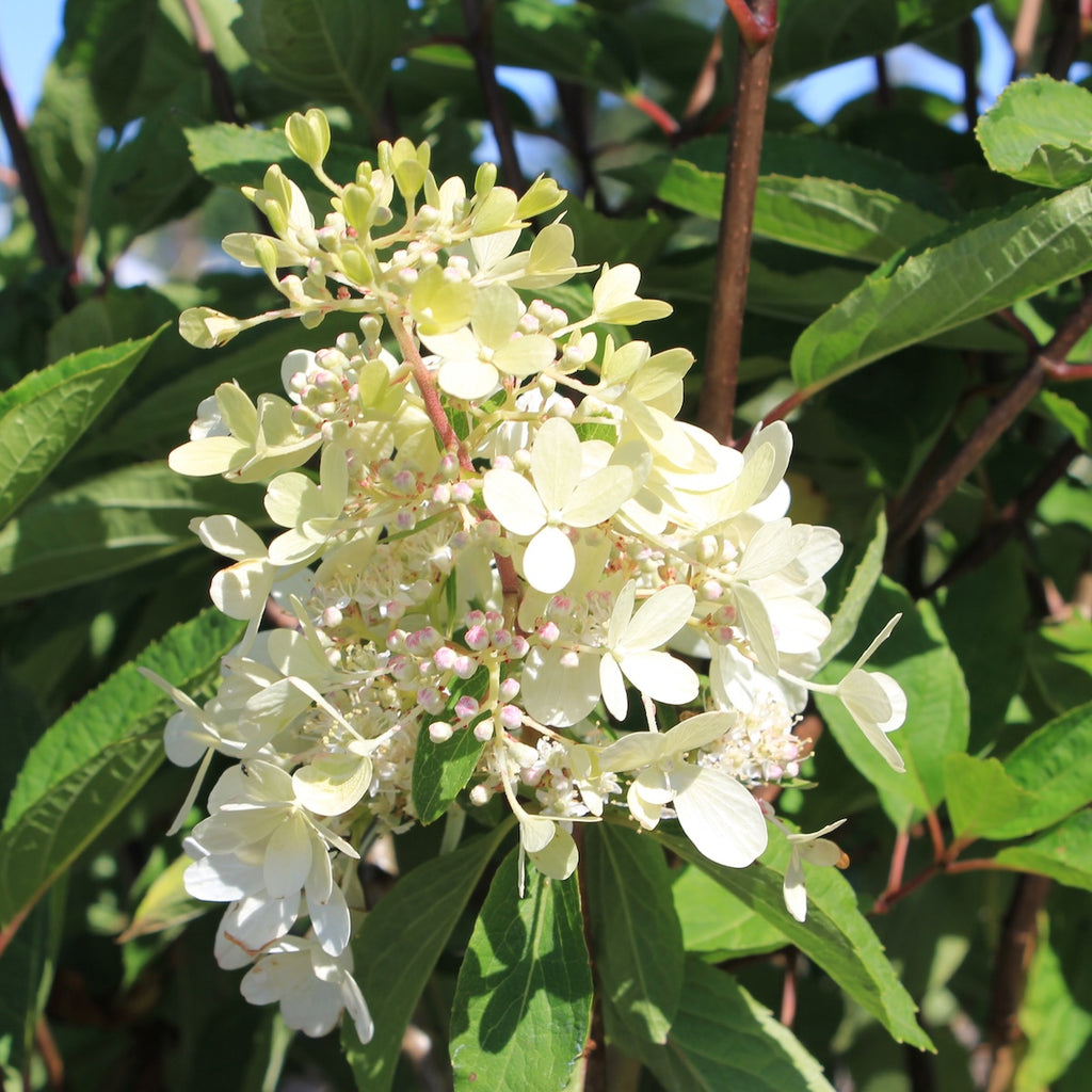 Hydrangea pan. Zinfin Doll® PW PP26956 (white/pink)