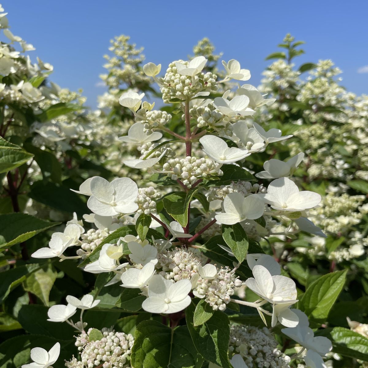 Hydrangea pan. 'Fire and Ice' (red/white)