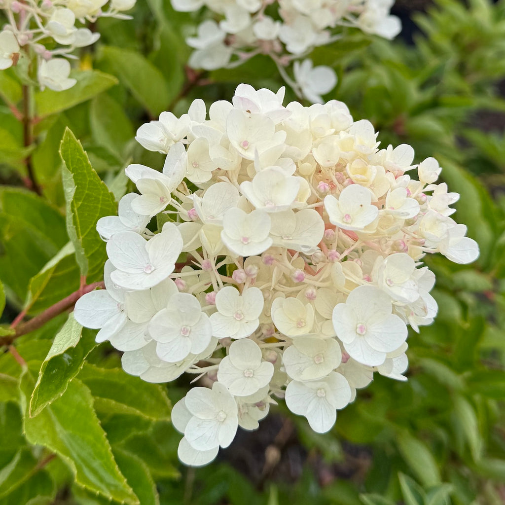 Hydrangea pan. 'Grandiflora' (Pee Gee), Tree Form (white)