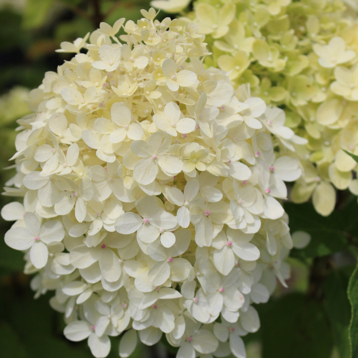 Hydrangea pan. 'Limelight' PW PP12874 (pale green)