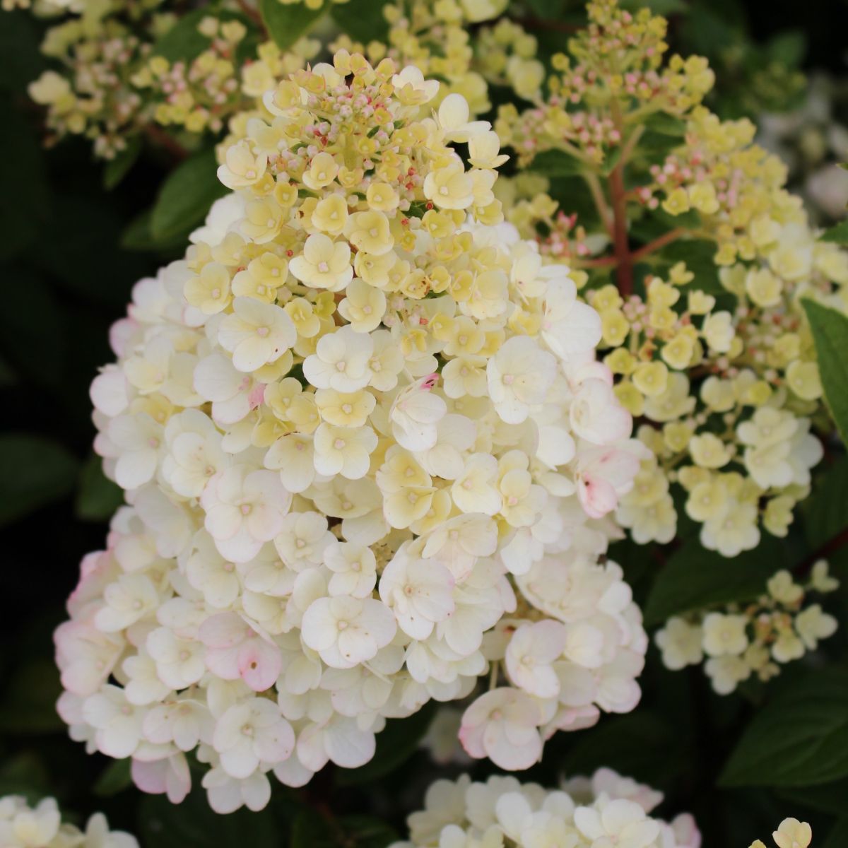 Hydrangea pan. Strawberry Sundae® FIRST EDITIONS® PP25438 (pink)