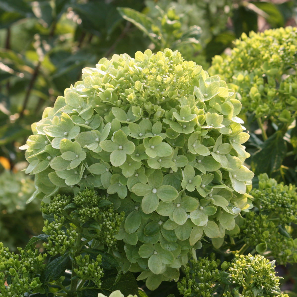 Hydrangea pan. Little Lime® COLOR CHOICE® PW PP22330 (pale green)