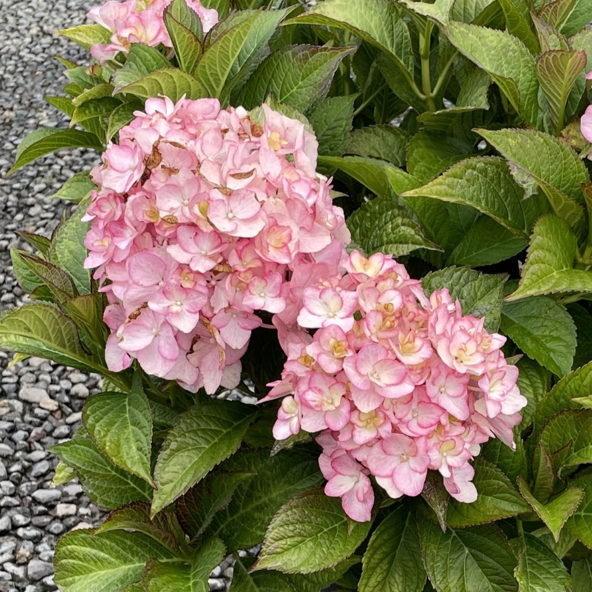 Hydrangea m. 'Firefly'