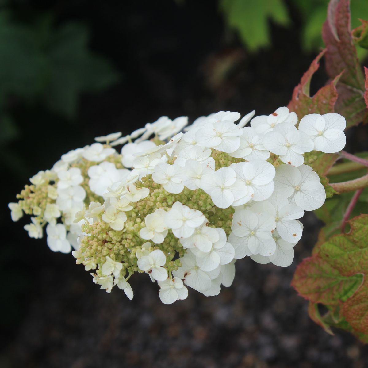 Hydrangea quercifolia 'Ruby Slippers'