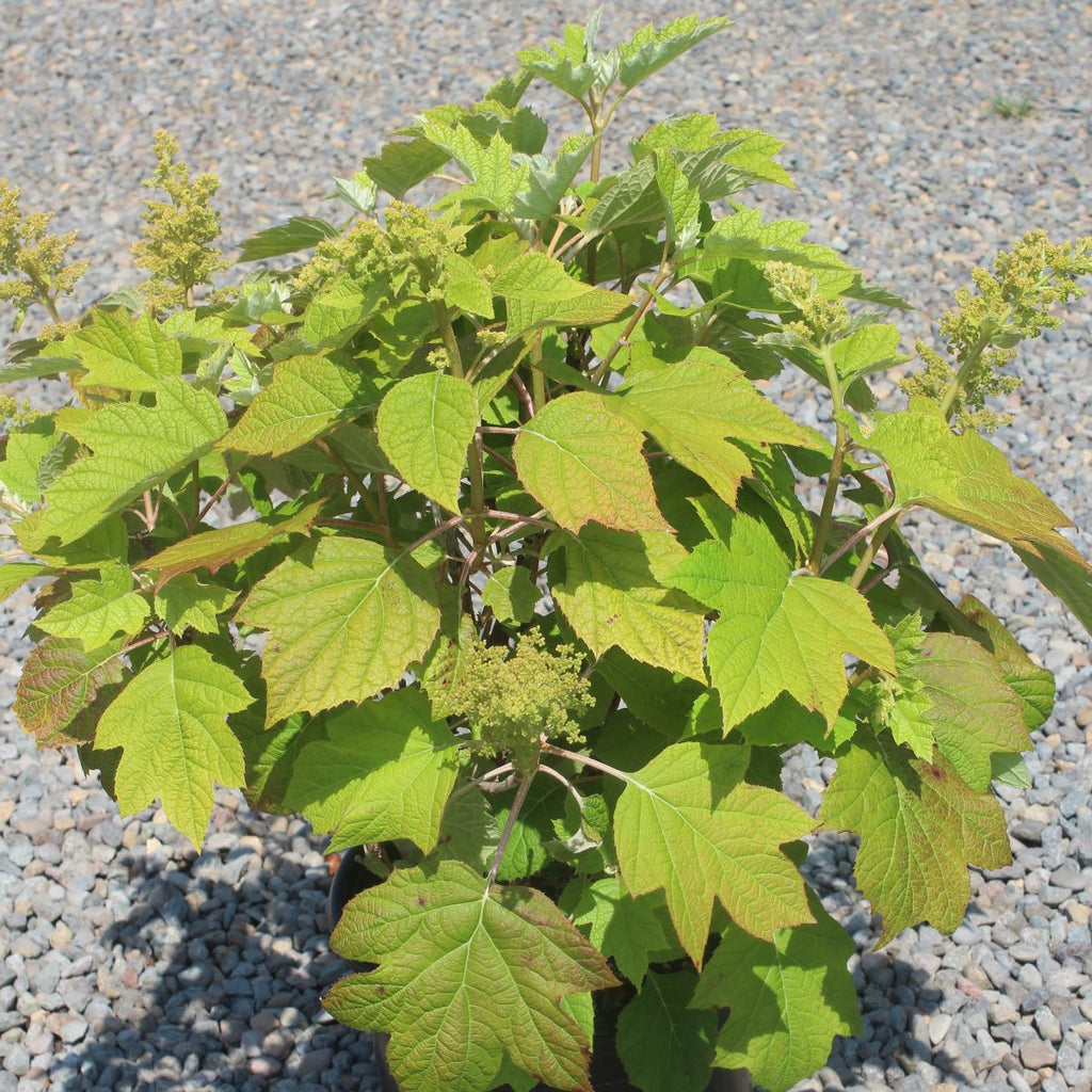 Hydrangea quercifolia 'Sikes Dwarf' (white)