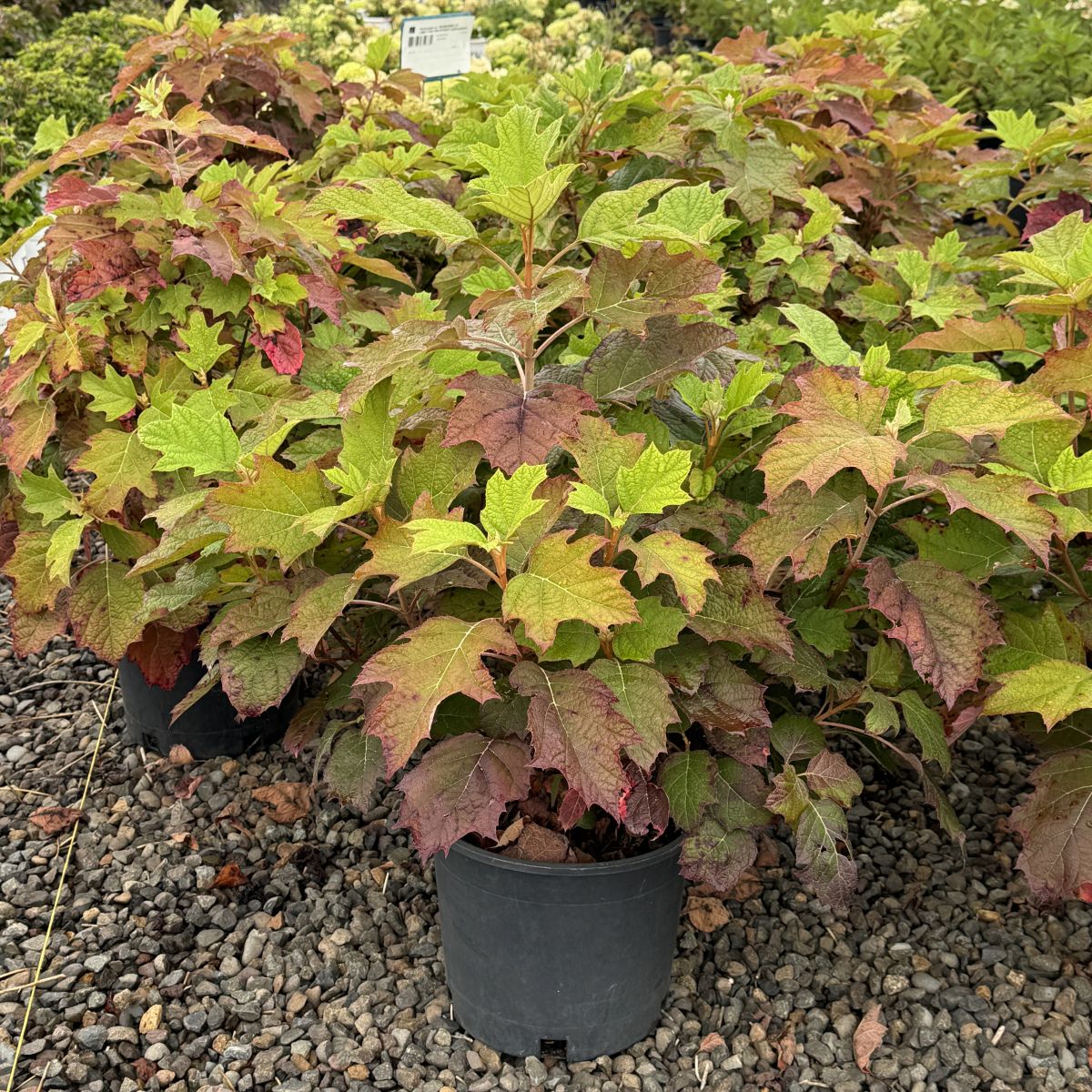 Hydrangea quercifolia 'Snow Queen' (white)