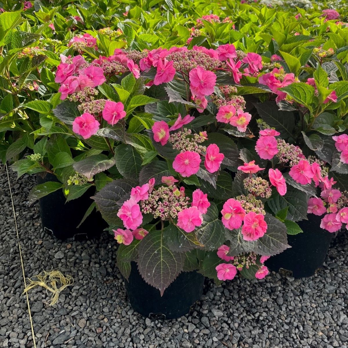 Hydrangea serrata COLOR CHOICE® TUFF STUFF™ PW PP24820 (pink/blue)