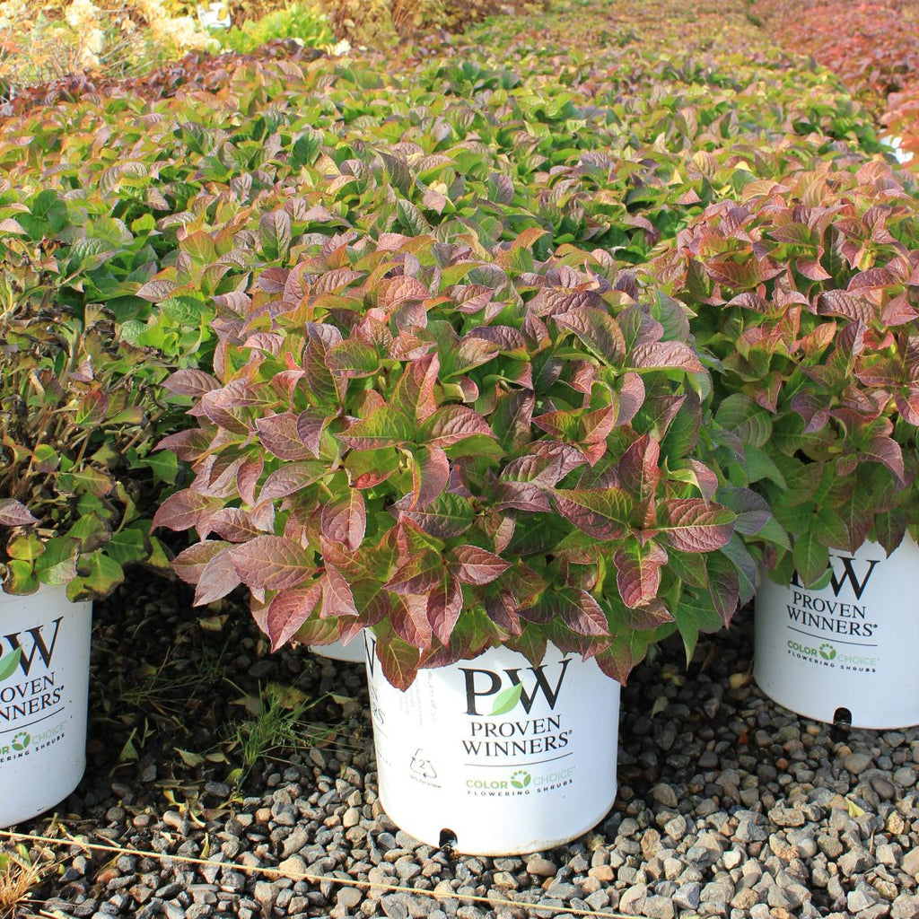 Hydrangea serrata COLOR CHOICE® TUFF STUFF™ Red PW PP28672 (pink/yellow)