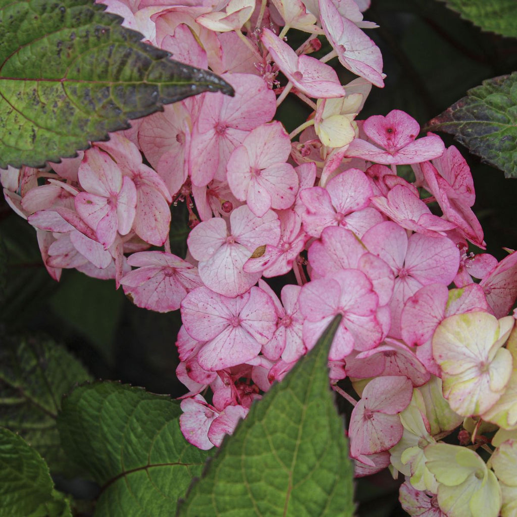Hydrangea ser. 'Preziosa' (pink)