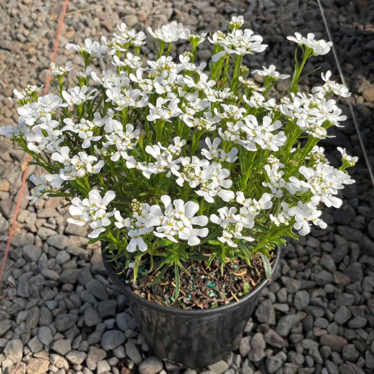 Iberis s. 'Snowsation' PP29637