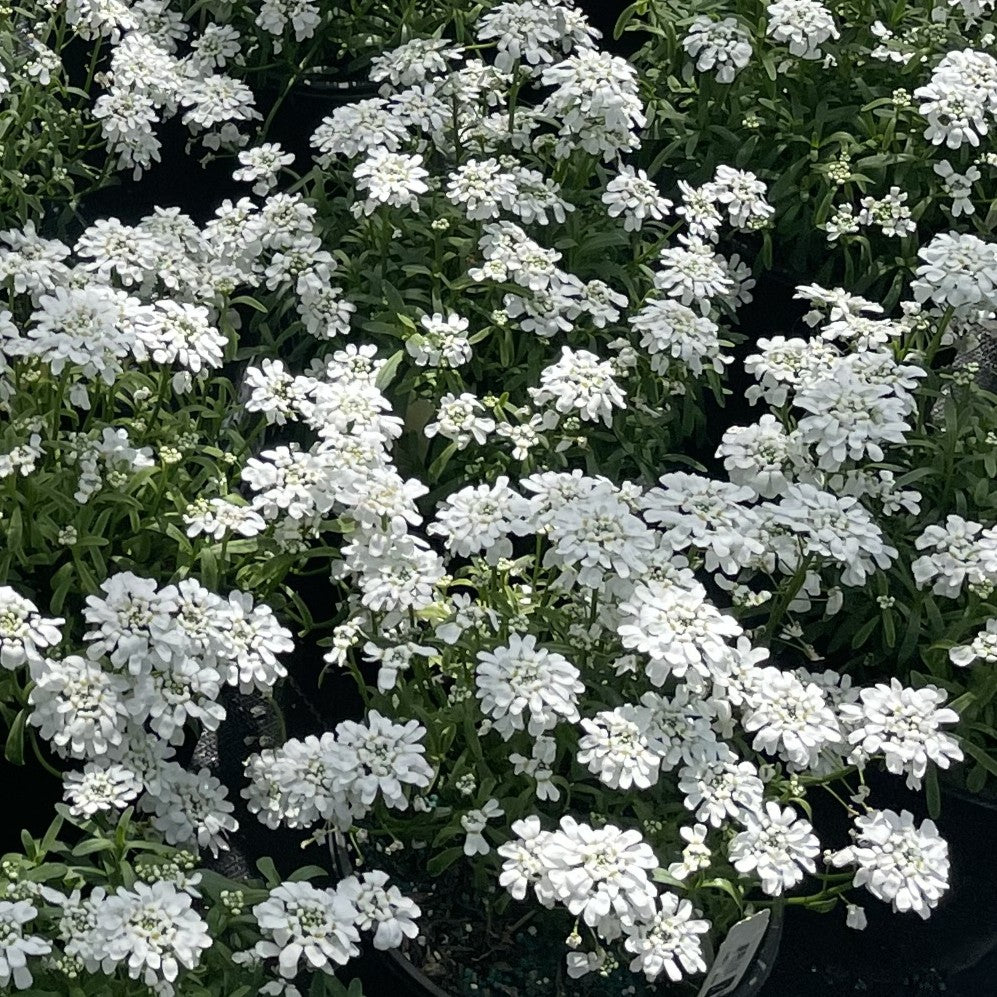 Iberis s. 'Snow Cone'