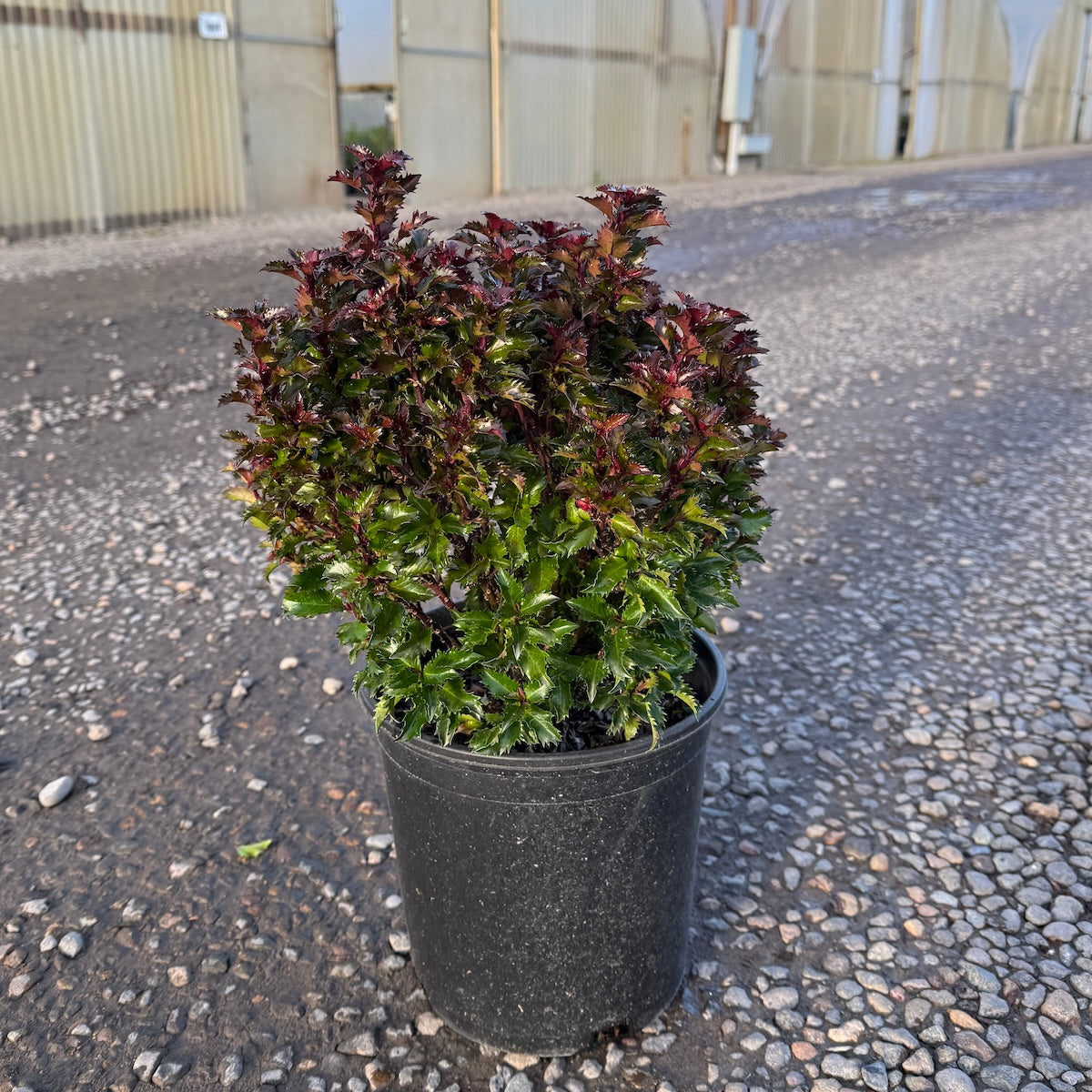 Ilex x meserveae 'Little Rascal'® PP9999