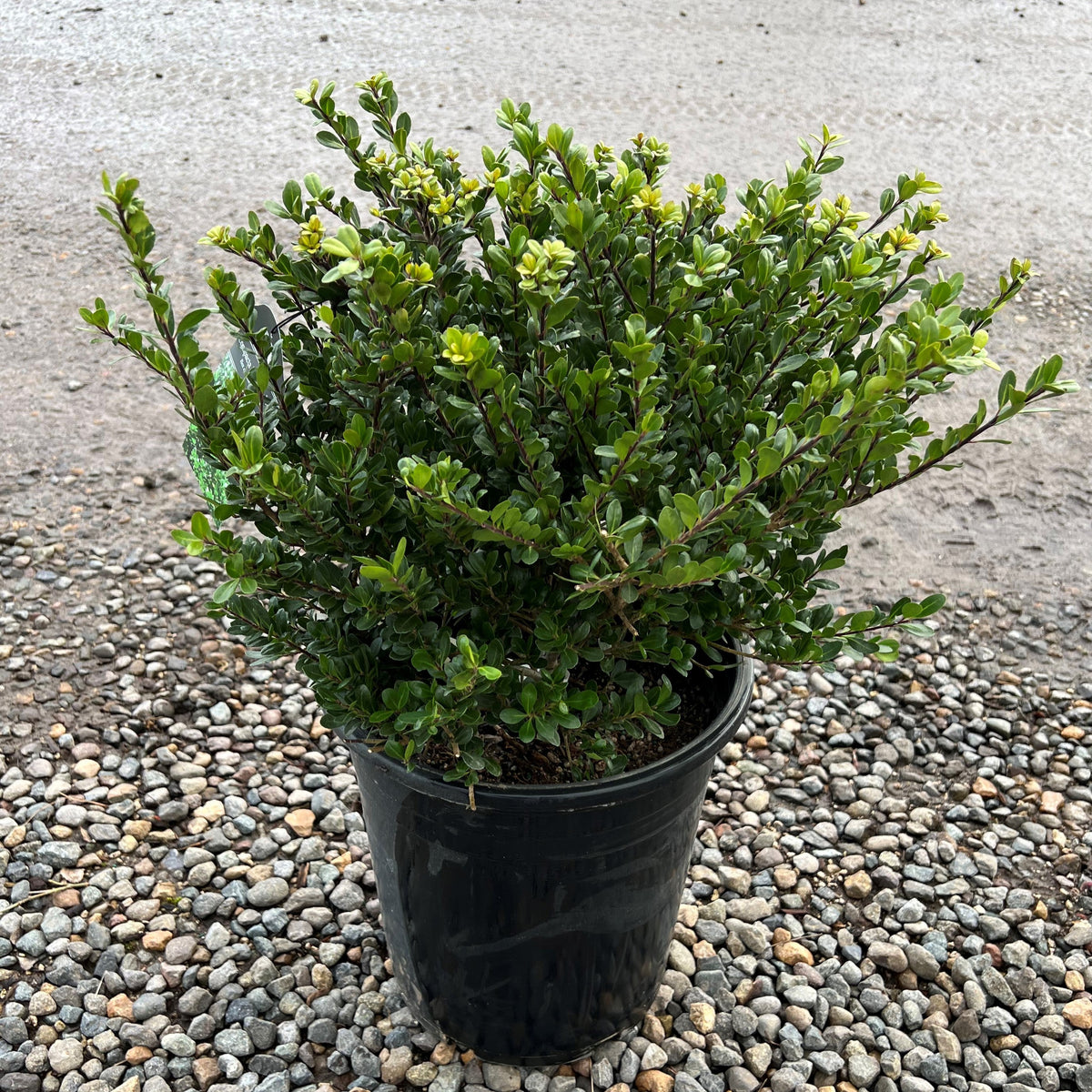 Ilex cr. 'Compacta'